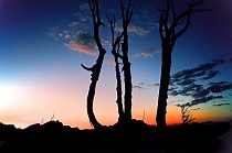 Ragged Ridge Snags at Sunset #2